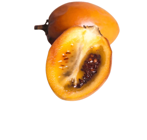Tomate de árbol fresco (tamarillo) partido a la mitad mostrando su pulpa anaranjada con semillas / Fresh tree tomato (tamarillo) cut in half showing its orange pulp with seeds