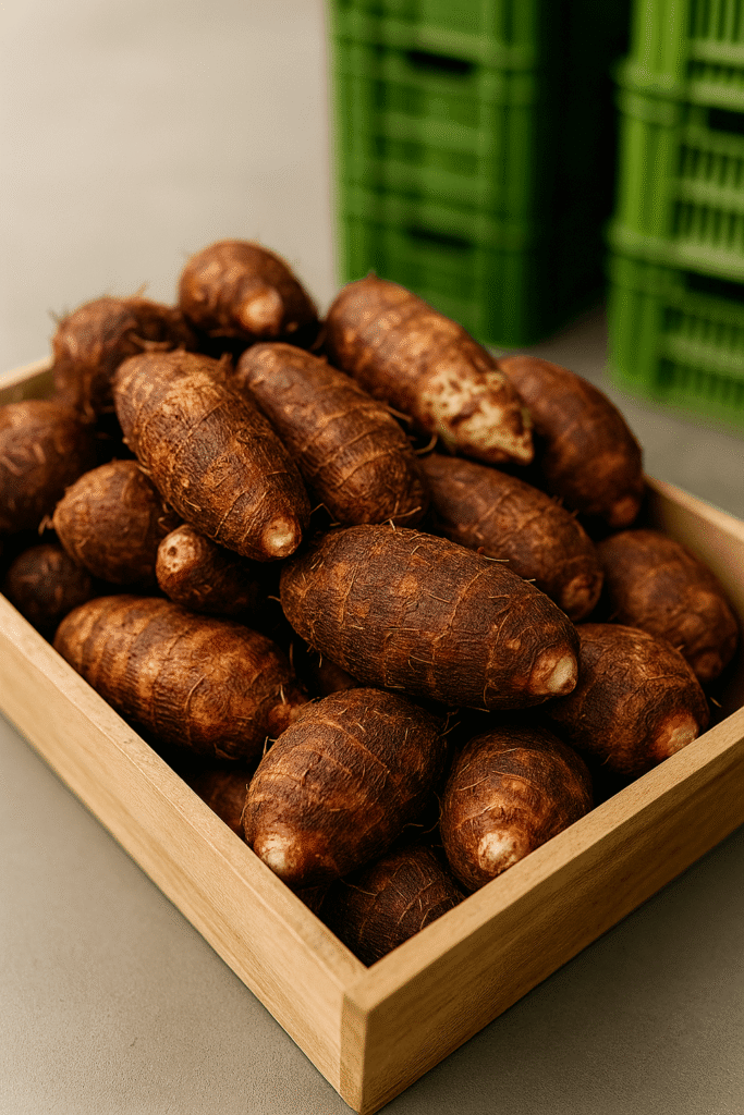 Papa china ecuatoriana (taro root), tubérculo tropical para exportación / Ecuatorian taro root, tropical tuber for export
