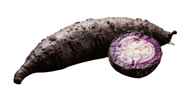 Malanga lila fresca con piel oscura y corte que muestra su pulpa morada y blanca / Fresh purple malanga with dark skin and cut showing its purple and white flesh