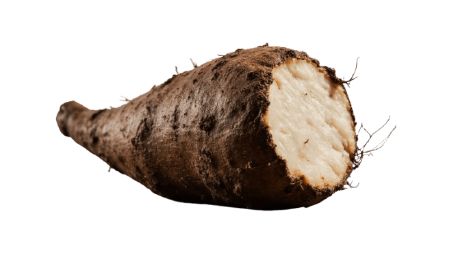 Yuca fresca entera con corte que muestra su pulpa blanca / Fresh cassava root with cut showing its white flesh